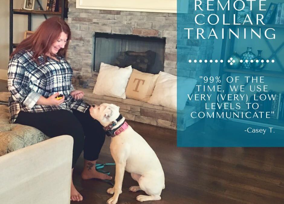 Remote Collar Training Can Save a Dogs’ Life