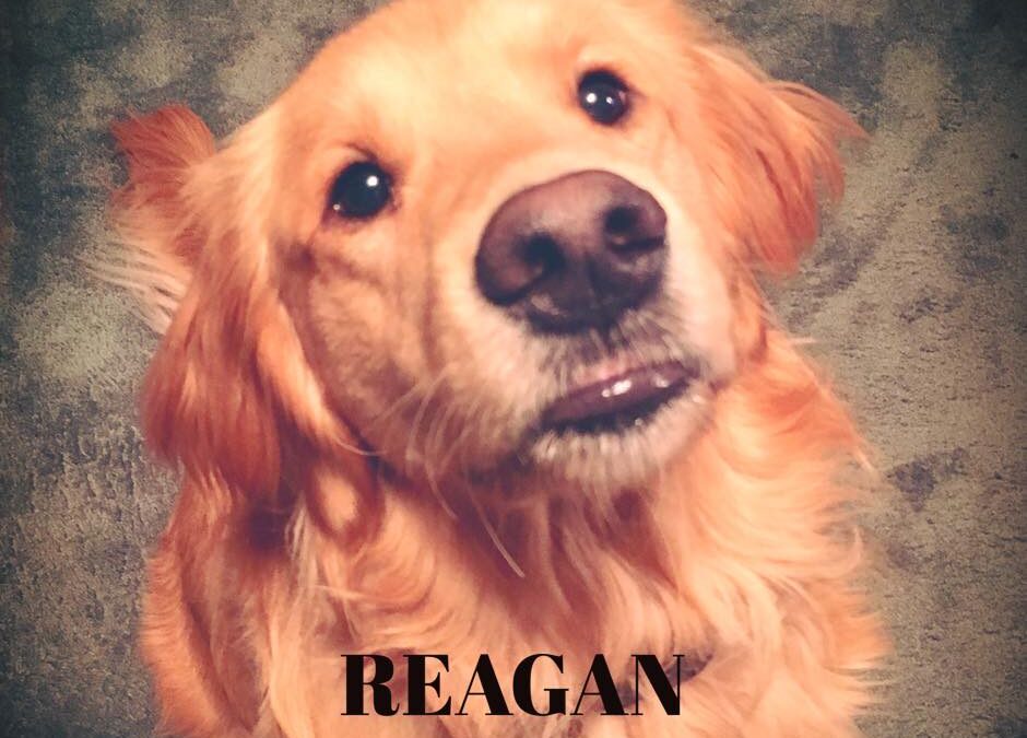 Reagan the Golden Retriever