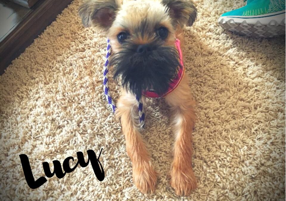 Lucy the Brussels Griffon