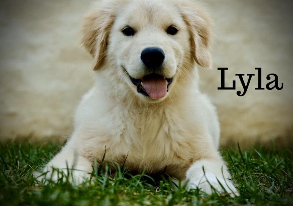 Lyla the Golden Retriever