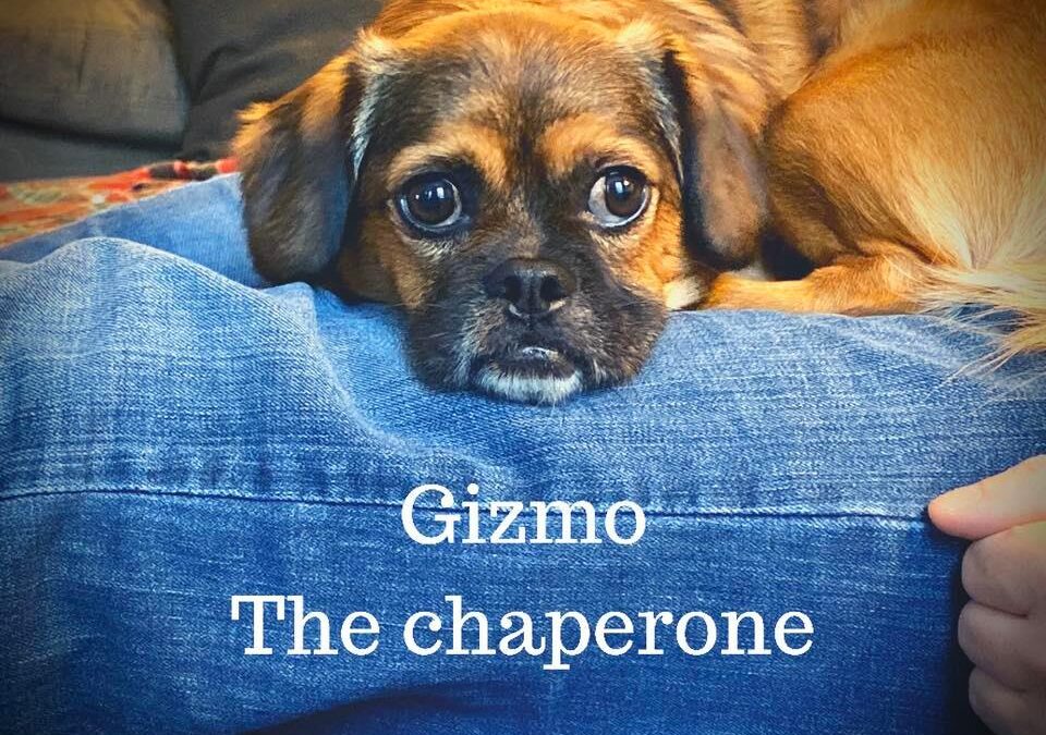 Gizmo the Chaperone