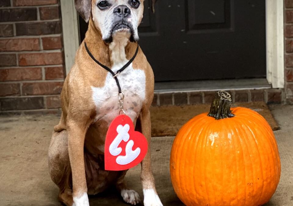 Andy’s Halloween Safety Tips