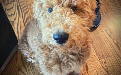 Hudson the Goldendoodle