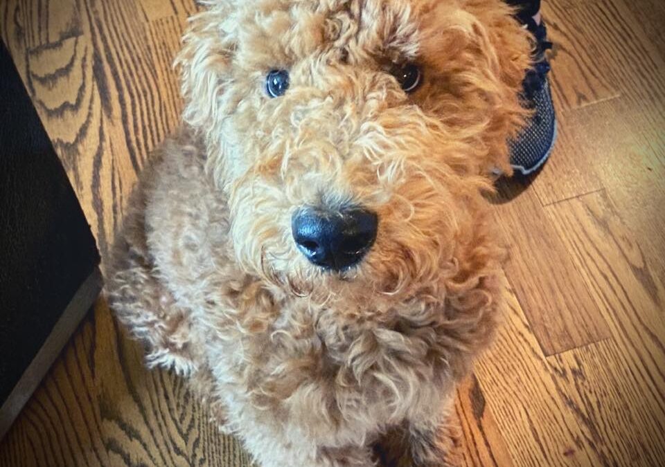 Hudson the Goldendoodle