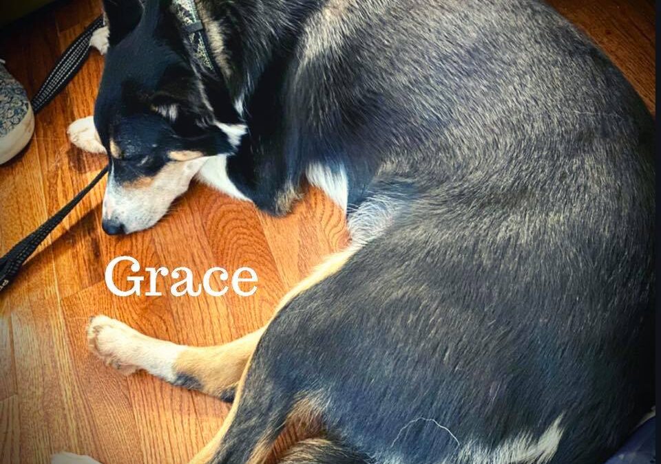 Grace the Collie Mix