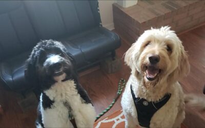 Molly the Bernedoodle